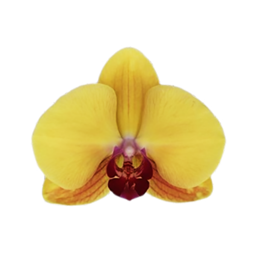 A close-up of a single vibrant yellow Phalaenopsis orchid flower with a distinctive deep red and purple patterned lip.